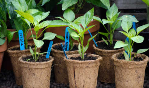 How can placing labels or tags on pots help you remember plant names and care needs